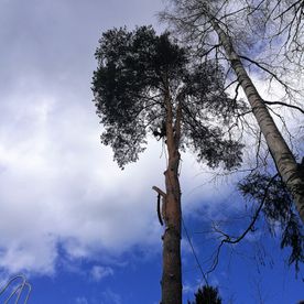 puunkaato pystyssä
