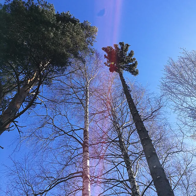 puunkato