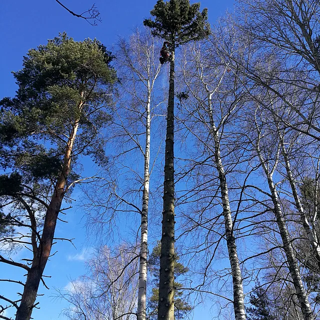 puunkaato pystyssä